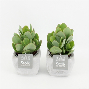 Crassula Arborescens 10,5 in vierkant stone pot