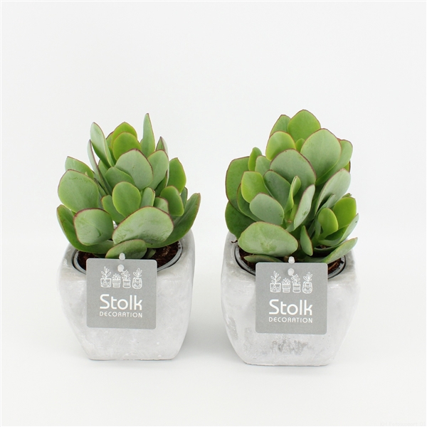 <h4>Crassula Arborescens 10,5 in vierkant stone pot</h4>