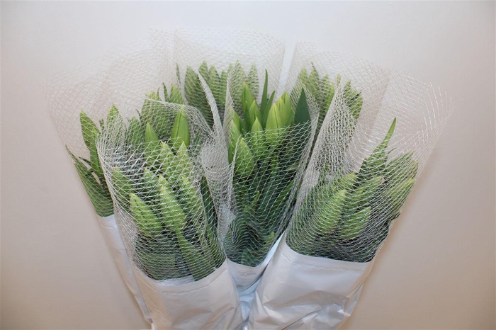 <h4>Tu Fr En Maureen</h4>