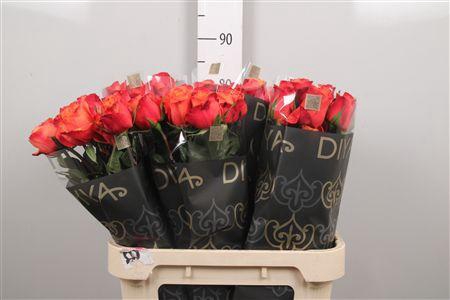 <h4>R Gr Touchee+</h4>