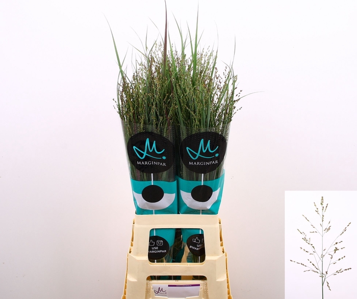 Panicum Heavy Metal Marginpar