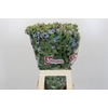 Oxypetalum Tweedia Blue