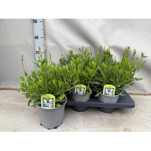 Gaura lindheimeri 'Belleza White'