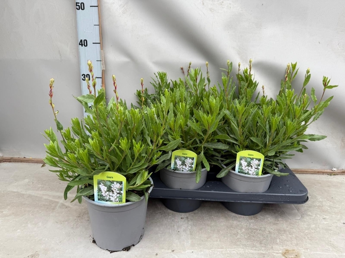 <h4>Gaura lindheimeri 'Belleza White'</h4>