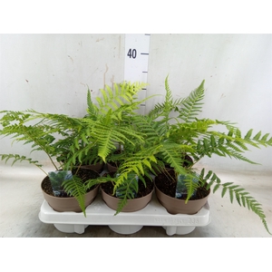 Dicksonia antarctica