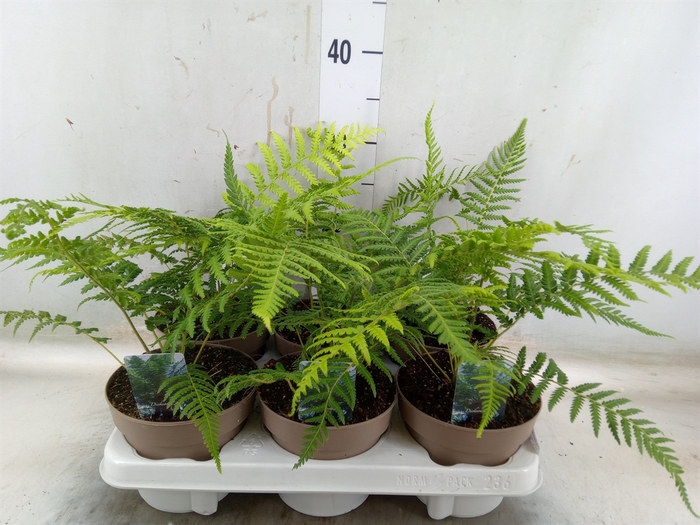<h4>Dicksonia antarctica</h4>