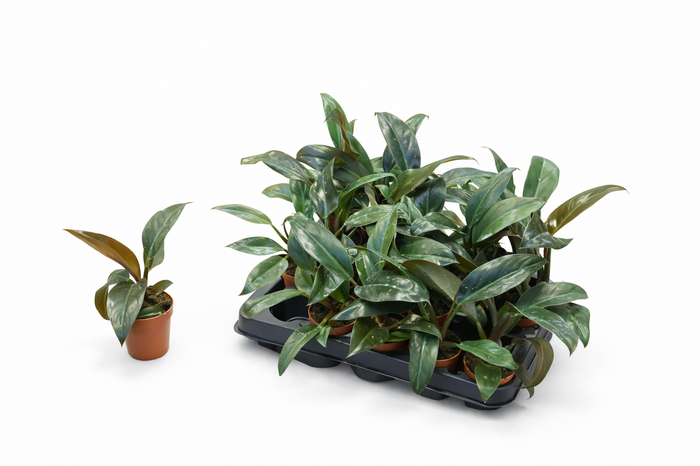 <h4>PHIL IMPERIAL RED</h4>