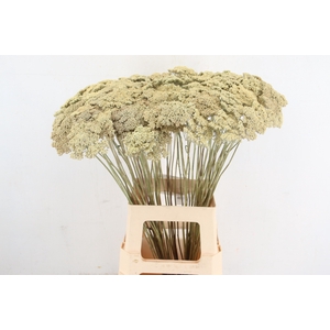 DF ACHILLEA WHITE