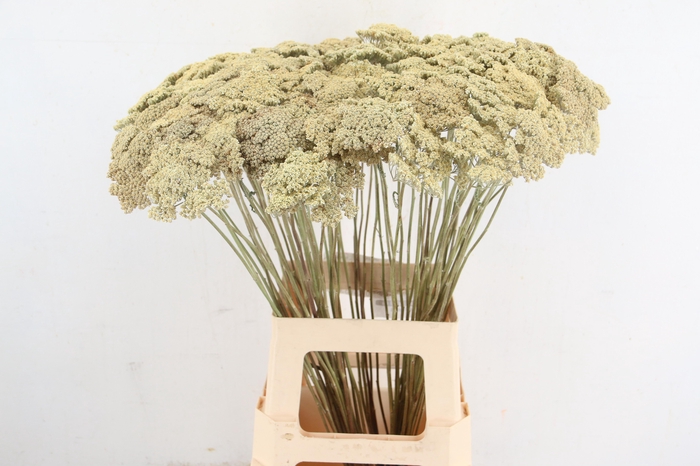 <h4>DF ACHILLEA WHITE</h4>