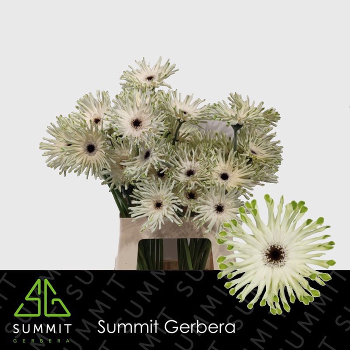 <h4>Gerbera Pastini Arona Lang gelijk 56cm Water x40</h4>