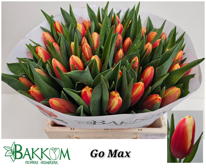 <h4>TU EN  GO MAX</h4>