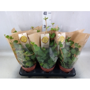 Peperomia tetraphylla 'Hope'