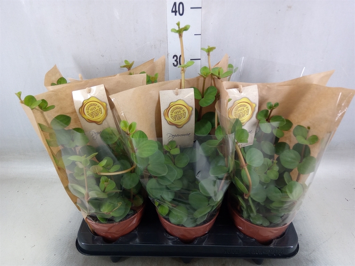<h4>Peperomia tetraphylla 'Hope'</h4>