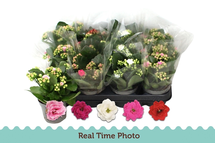 <h4>KAL GE GEM 5 KL</h4>