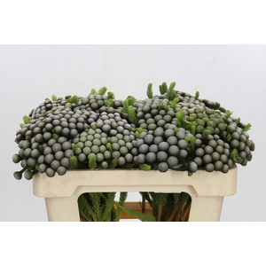 Kaaps Groen Albiflora