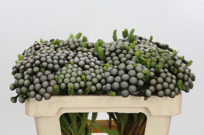 <h4>Kaaps Groen Albiflora</h4>