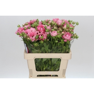 Ranunculus Moderna Venus