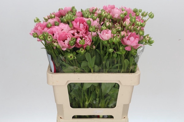 <h4>Ranunculus Moderna Venus</h4>