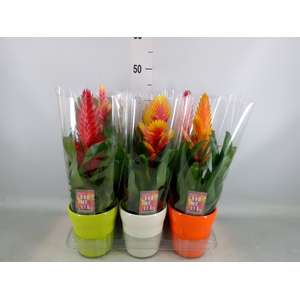 Vriesea   ...mix 6