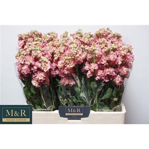 Matth Stox Antique Rose