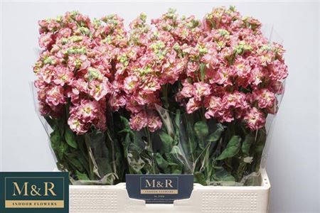 <h4>Matth Stox Antique Rose</h4>