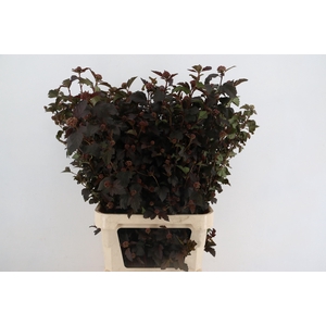 PHYSOCAR OP DIABOLO BLOEIEND 100CM