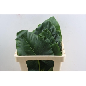Alocasia Macrorrhizos Small