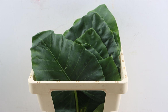 <h4>Alocasia Macrorrhizos Small</h4>