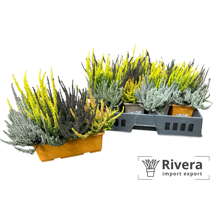 <h4>Calluna vulgaris balkon 25</h4>