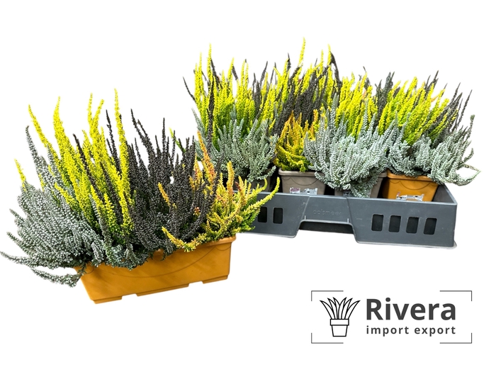 Calluna vulgaris balkon 25