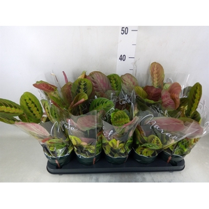 Maranta leuc. 'Fascinator'