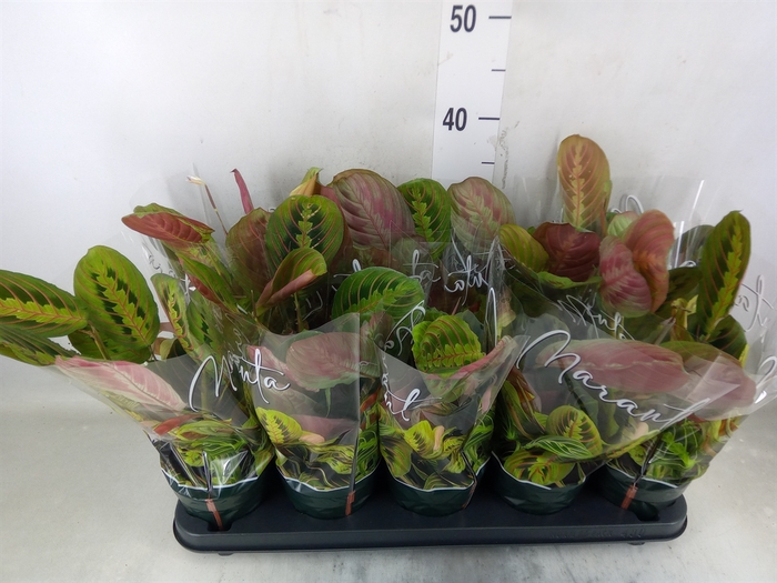 Maranta leuc. 'Fascinator'