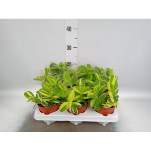 Tradescantia   ...