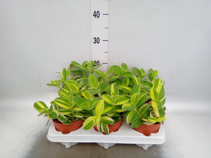 <h4>Tradescantia   ...</h4>
