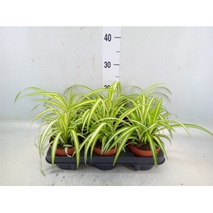 Chlorophytum com. 'Variegatum'