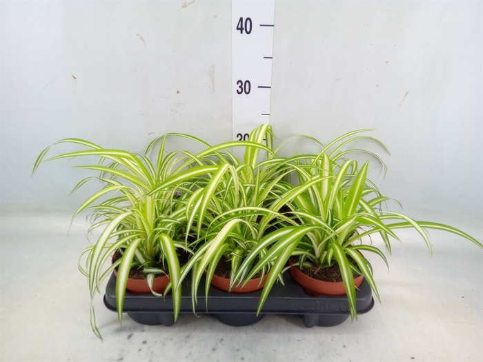 <h4>Chlorophytum com. 'Variegatum'</h4>