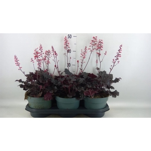 Heuchera   ...