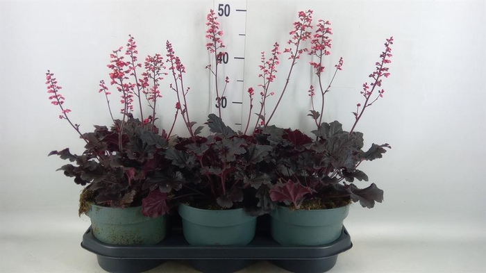 <h4>Heuchera ...</h4>