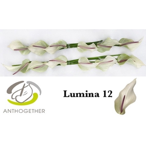 Anthurium Lumina