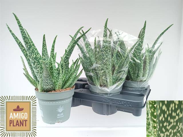<h4>ALOE VERA</h4>