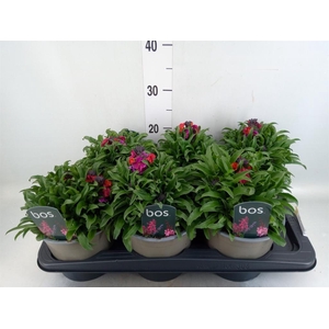 Erysimum linifolium