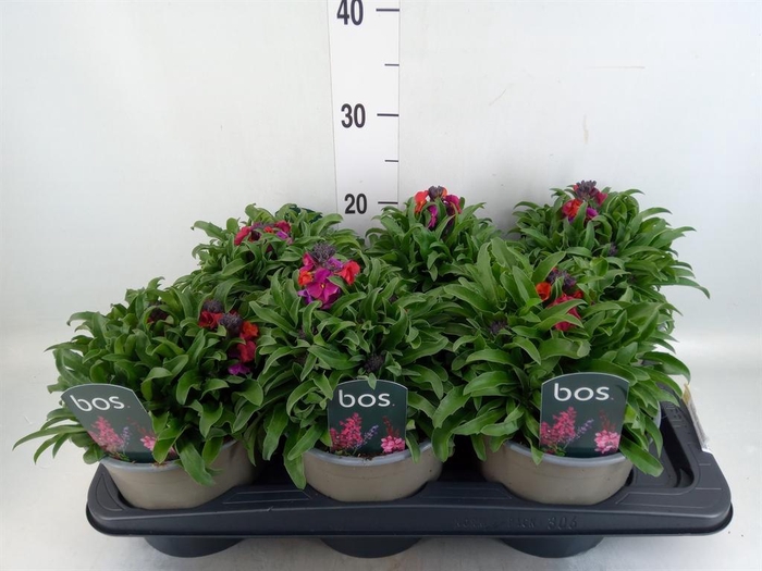 <h4>Erysimum linifolium</h4>