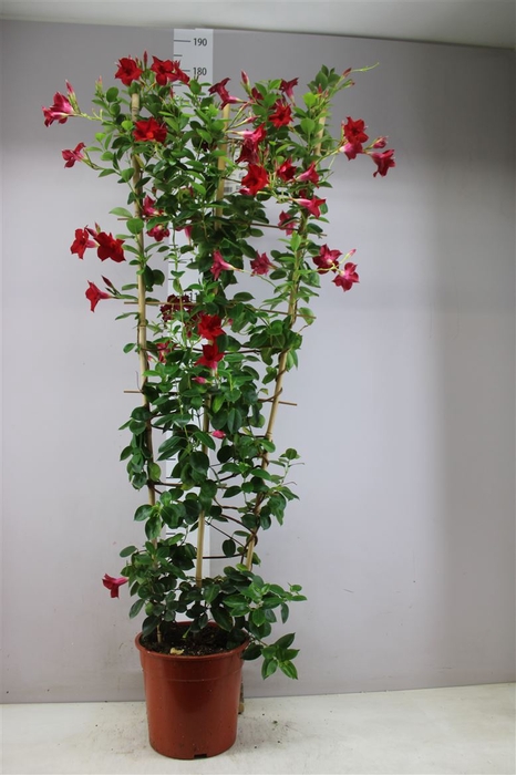 Mandevilla Sun Red Op Rek