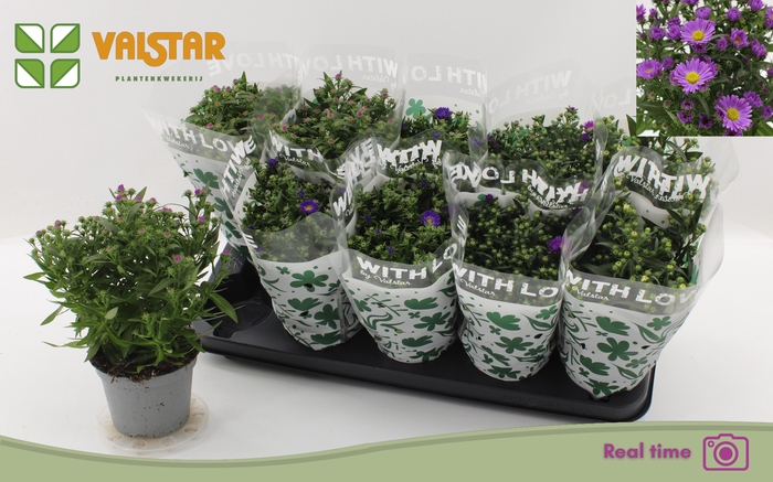 <h4>ASTE STARL GEM</h4>