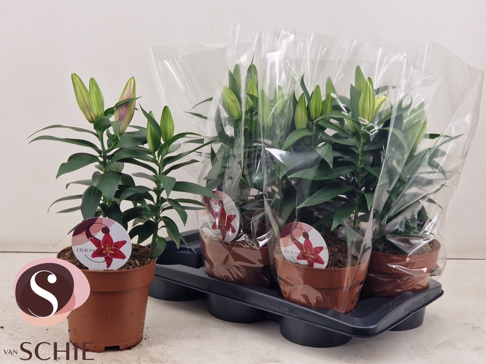 <h4>LIL OR MAGNY COURS</h4>