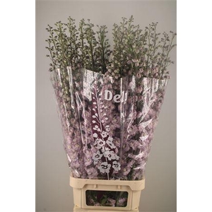 Delph El Dewi Flamingo Pink