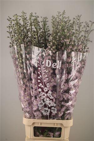 <h4>Delph El Dewi Flamingo Pink</h4>