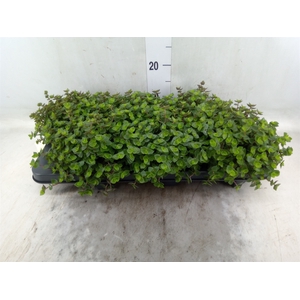 Callisia repens