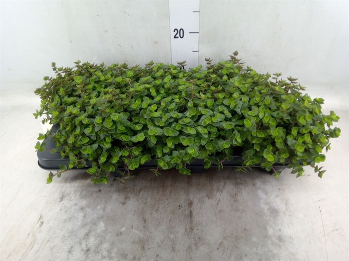 <h4>Callisia repens</h4>