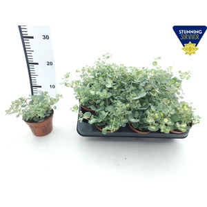 SEDUM SI MEDIOVARIEG